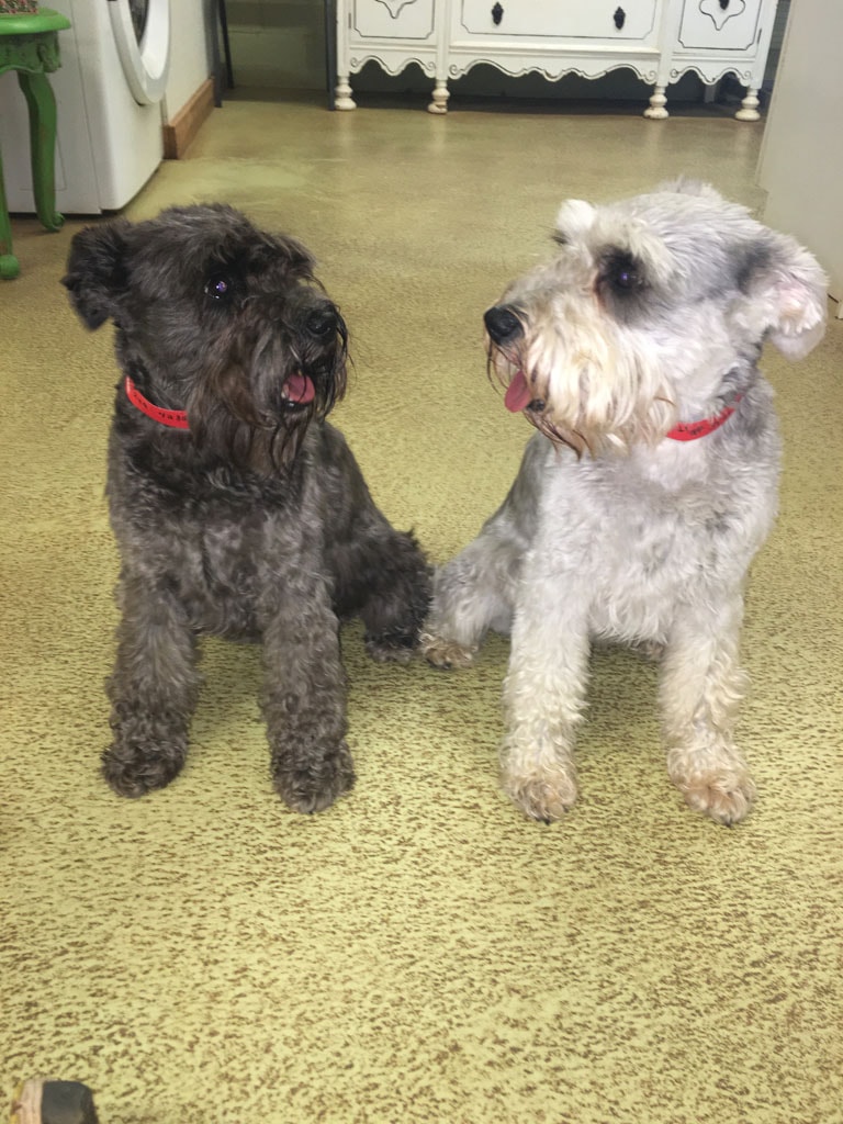 Daily Playtime